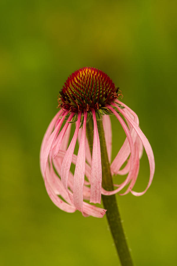 Coneflower with Curls Photograph by Lindley Johnson