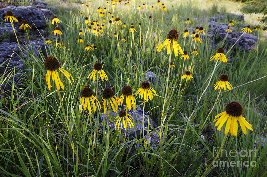 Coneflowers at Rocky Top Photograph by Dennis Hedberg