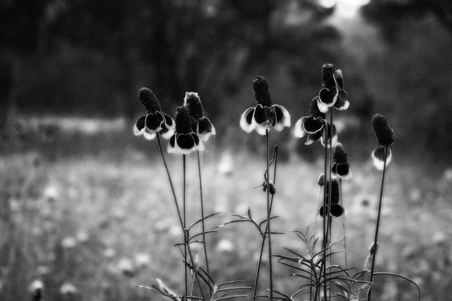 Coneflowers Bw Photograph By Valerie Loop - Fine Art America