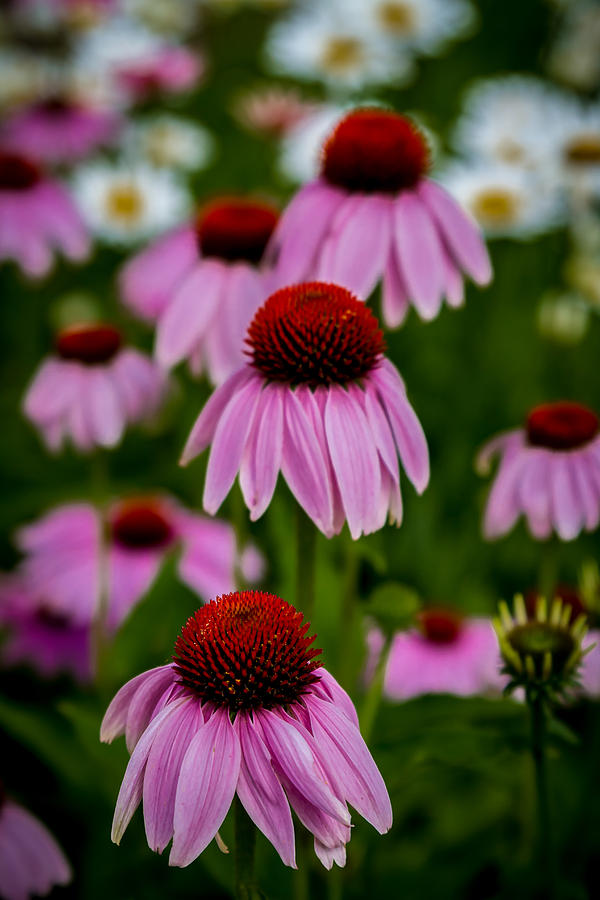 Coneflowers in Front of Daisies Photograph by Ron Pate