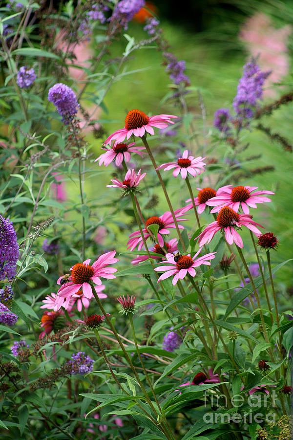 Coneflowers in Garden Photograph by Karen Adams