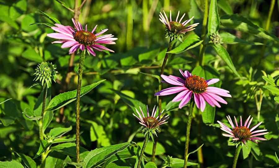 Coneflowers in the Dells panorama Photograph by Theo OConnor