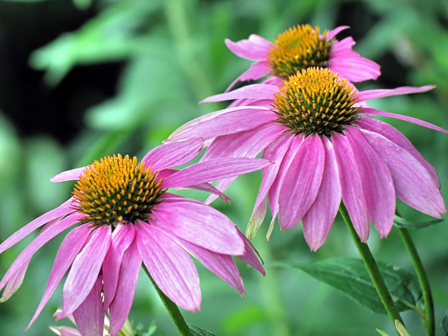 Coneflowers Photograph by Janice Drew | Fine Art America