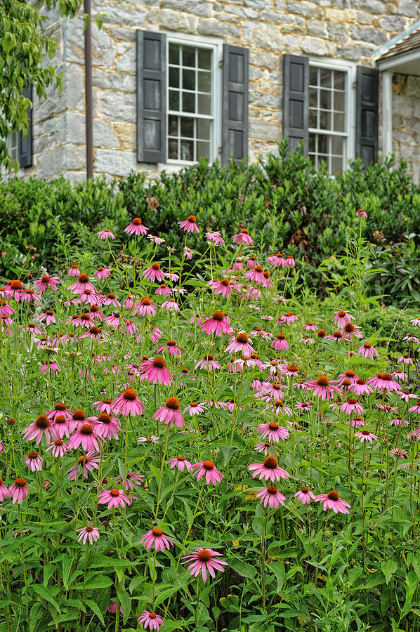 Coneflowers Photograph by Kelley Nelson
