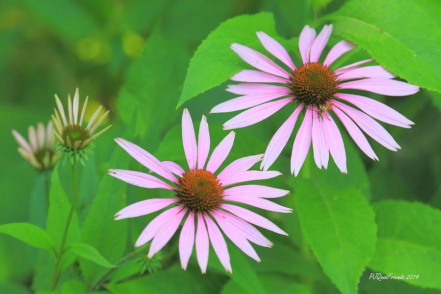 Coneflowers Photograph by PJQandFriends Photography