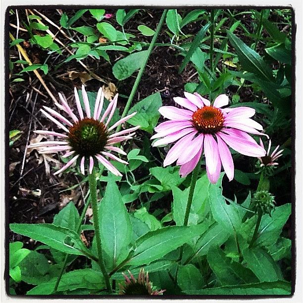 Flower Photograph - Coneflowers by Teresa Mucha Flower Photograph - Coneflowers by Teresa Mucha