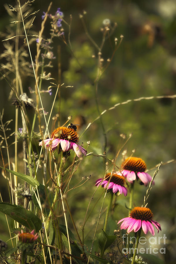 Coneflowers Weeds and Bee Photograph by Belinda Greb