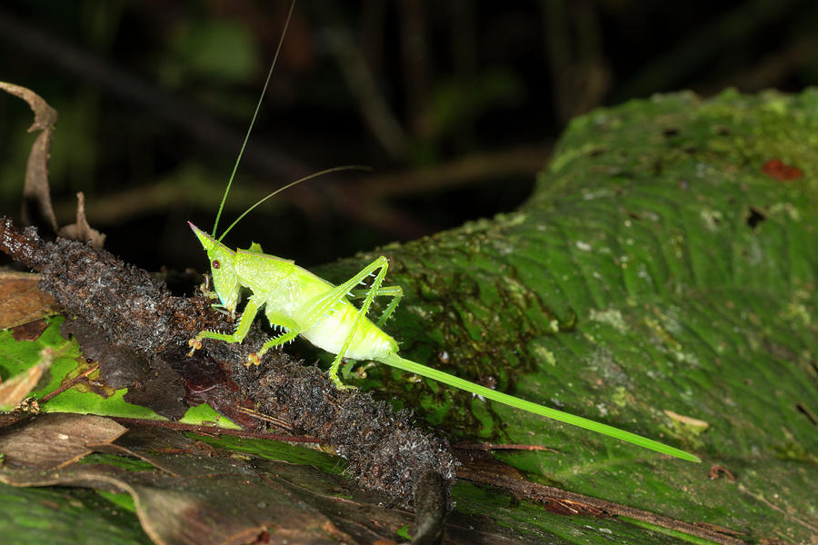 Conehead Katydid With Long Ovopositor Photograph by Dr Morley Read