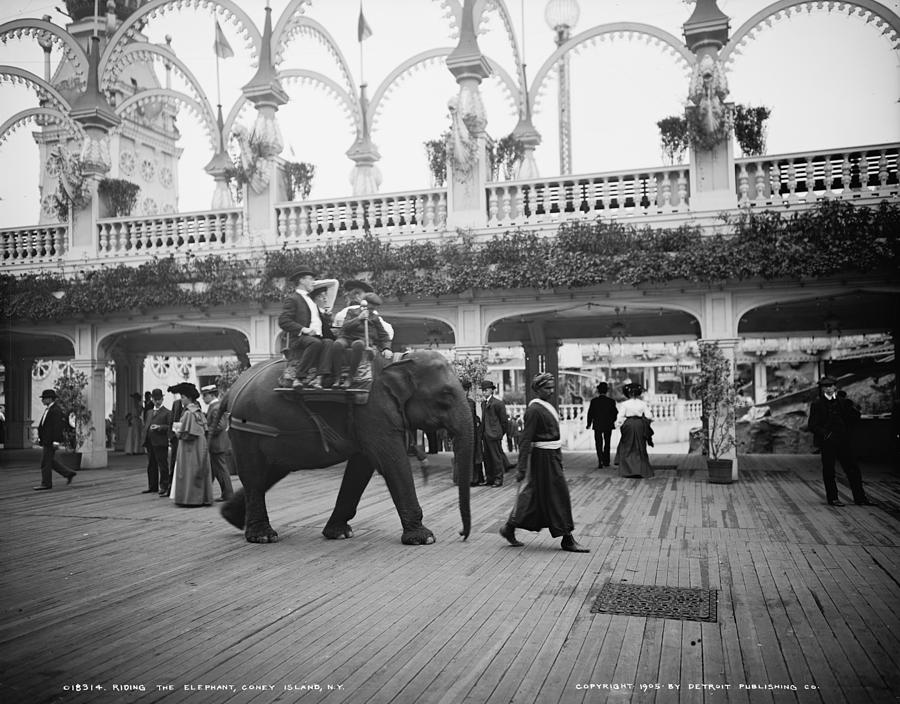 Coney Island Elephant Ride Photograph By Granger Fine Art America