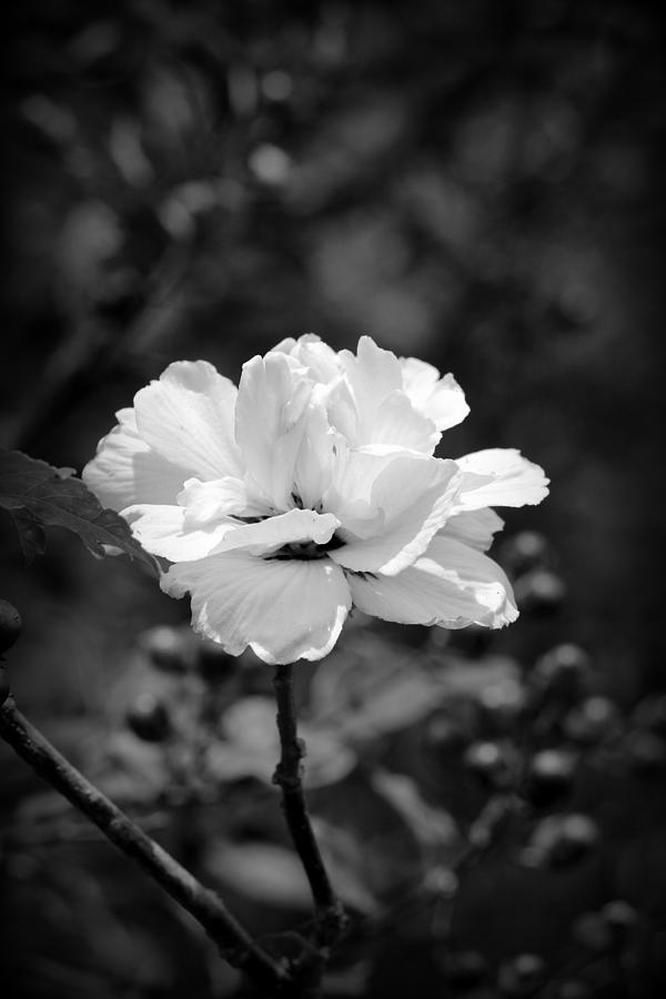 Confederate Rose BW Photograph by Beth Vincent