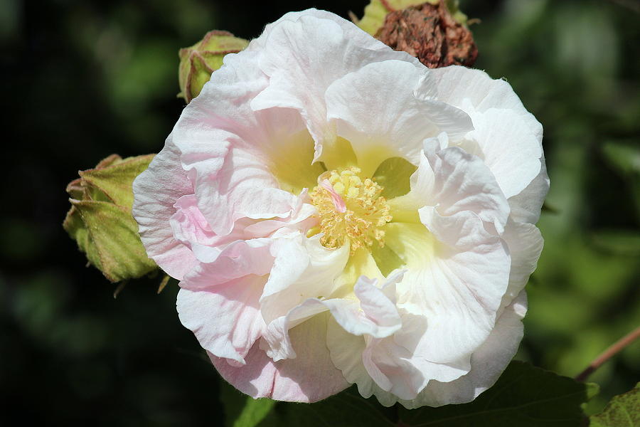 Confederate Rose Photograph by Rosanne Jordan