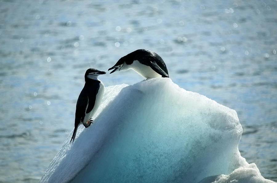 Conflict Between Two Chinstrap Penguins Photograph by Rosemary Calvert Conflict Between Two Chinstrap Penguins Photograph by Rosemary Calvert