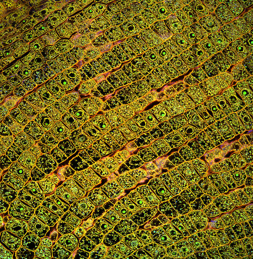 Confocal microscopy of plant cells Photograph by Fernan Federici