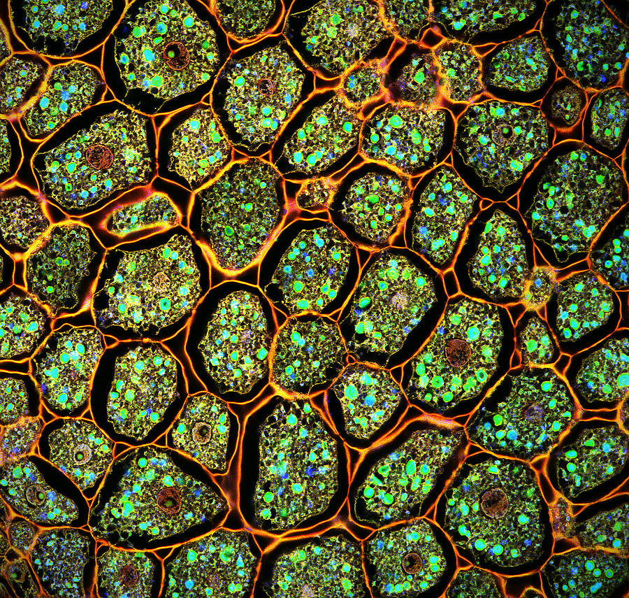 Confocal microscopy of plants Photograph by Fernan Federici