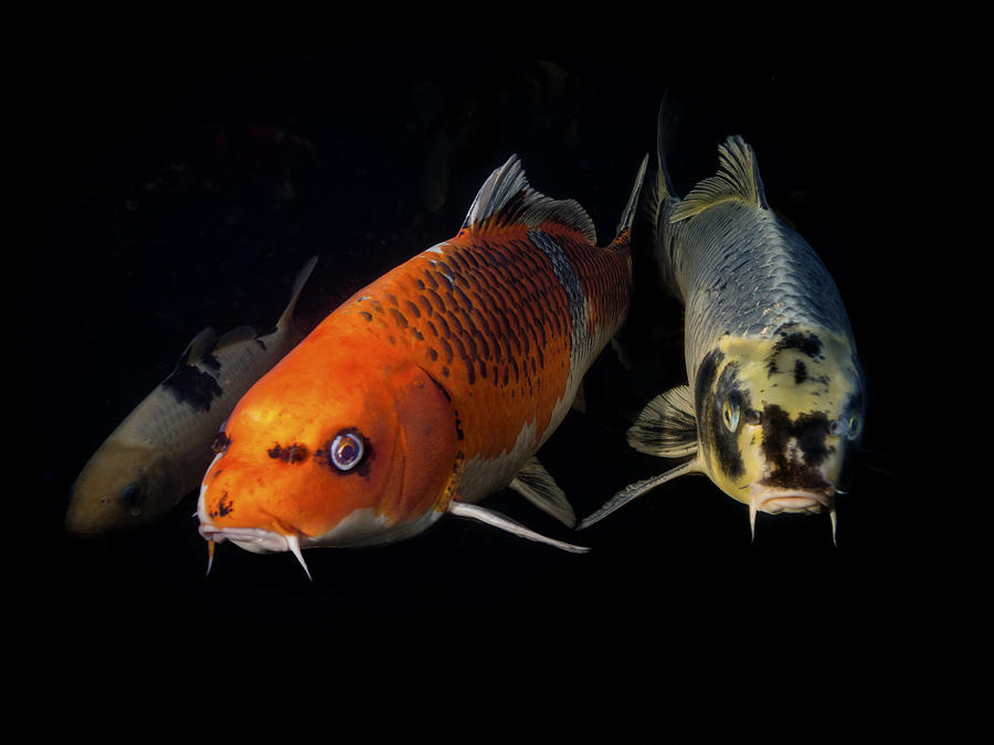 Confrontation of 3 Koi Photograph by Jean Noren