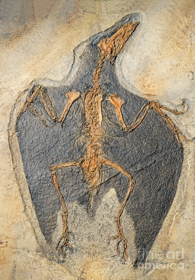 Nature Photograph - Confuciusornis Fossil by Millard H Sharp