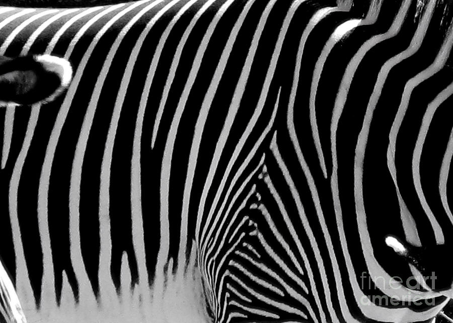 Confusion Photograph by C Ray Roth - Fine Art America