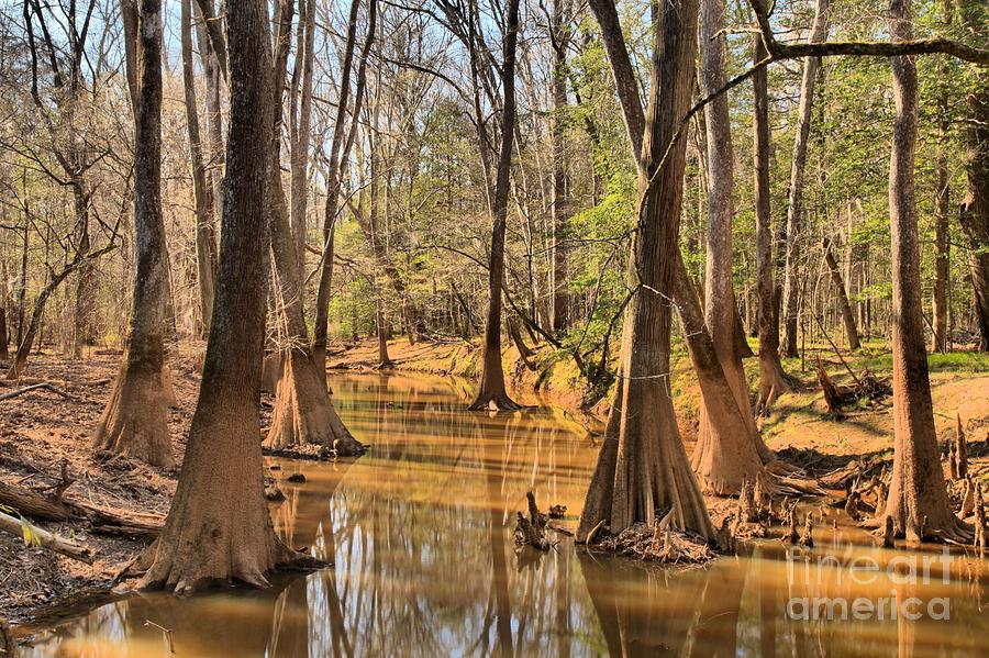 Congaree National Park Photograph by Adam Jewell