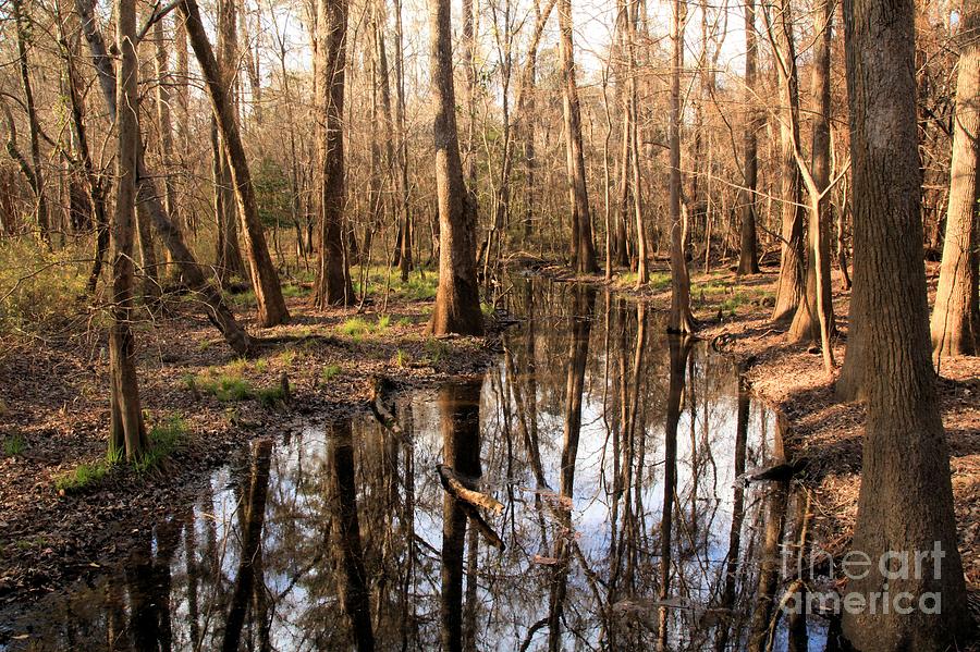 Congaree Reflections Photograph by Adam Jewell