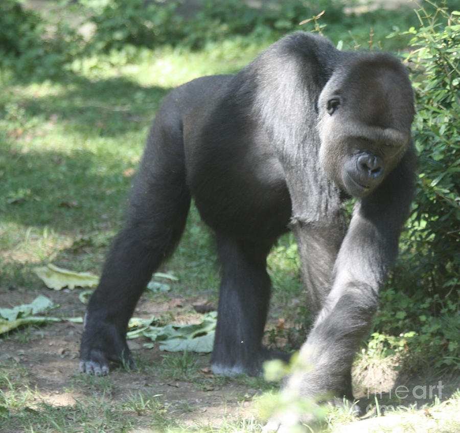 Congo Gorilla Photograph by John Telfer