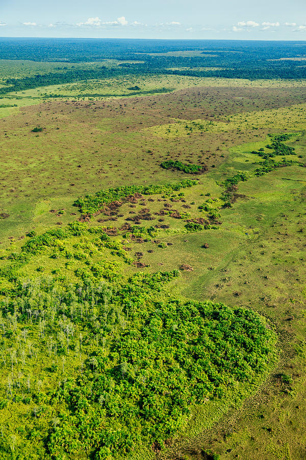 Congo Grassland Photograph by James Steinberg