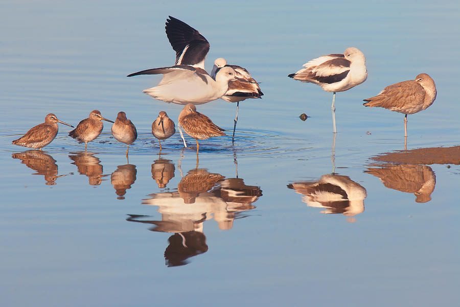 Shore Birds Congregation Photograph by Ram Vasudev