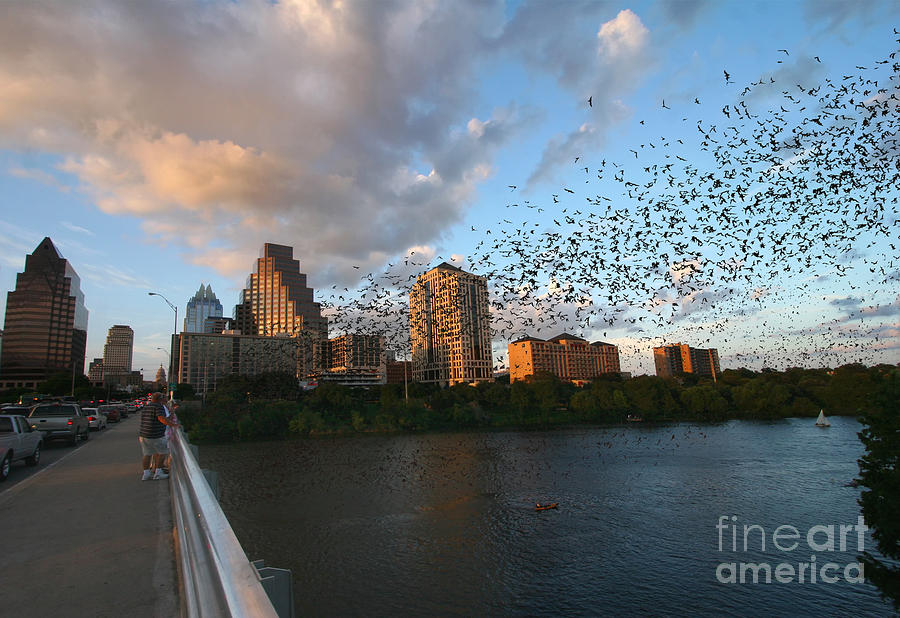 Austin Bats Photograph - Congress Avenue Bats by Randy Smith