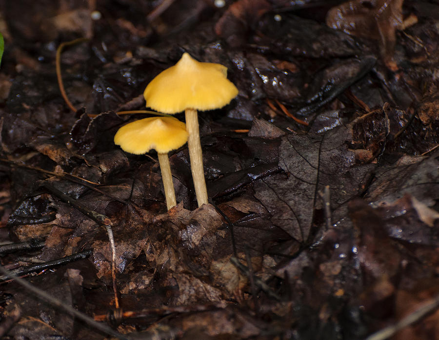 Mushroom Photograph - Conic Waxy Cap mushroom by Flees Photos