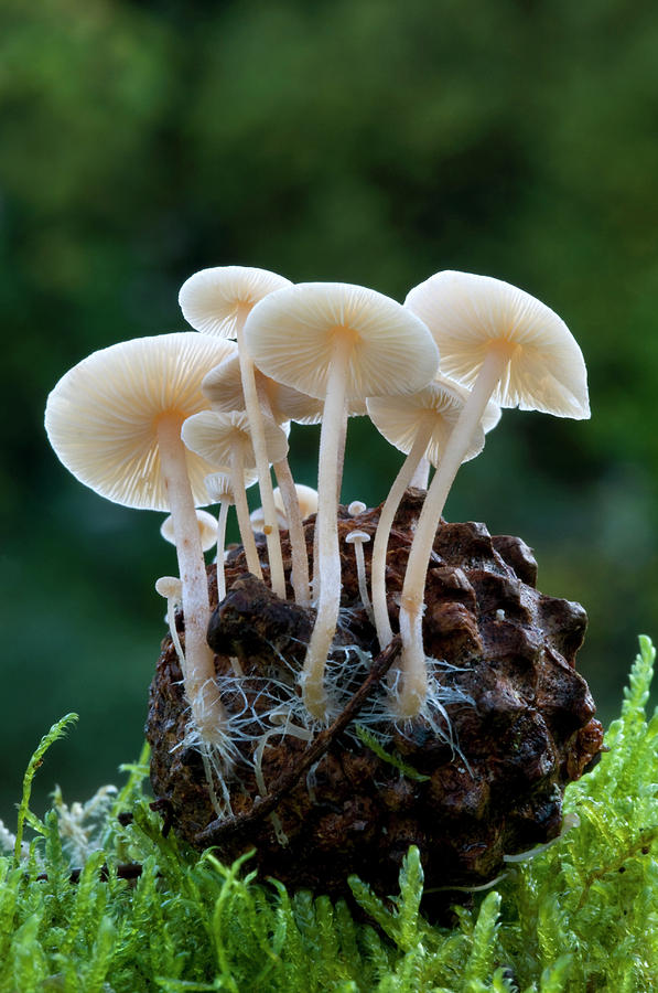 Conifer Cone Cap Fungus Photograph by Nigel Downer - Pixels