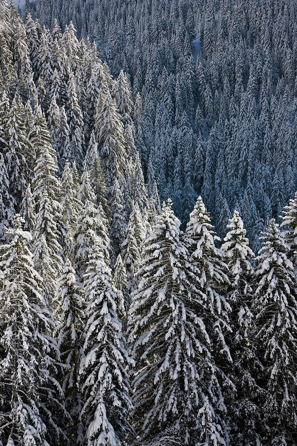 Winter Photograph - Conifer Forest In Fresh Snow In Kiental by Martin Zwick
