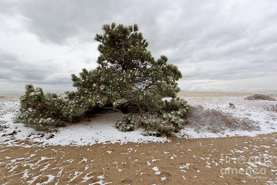 Conifer on a Snowy Cape Cod Beach Photograph by Michelle Constantine