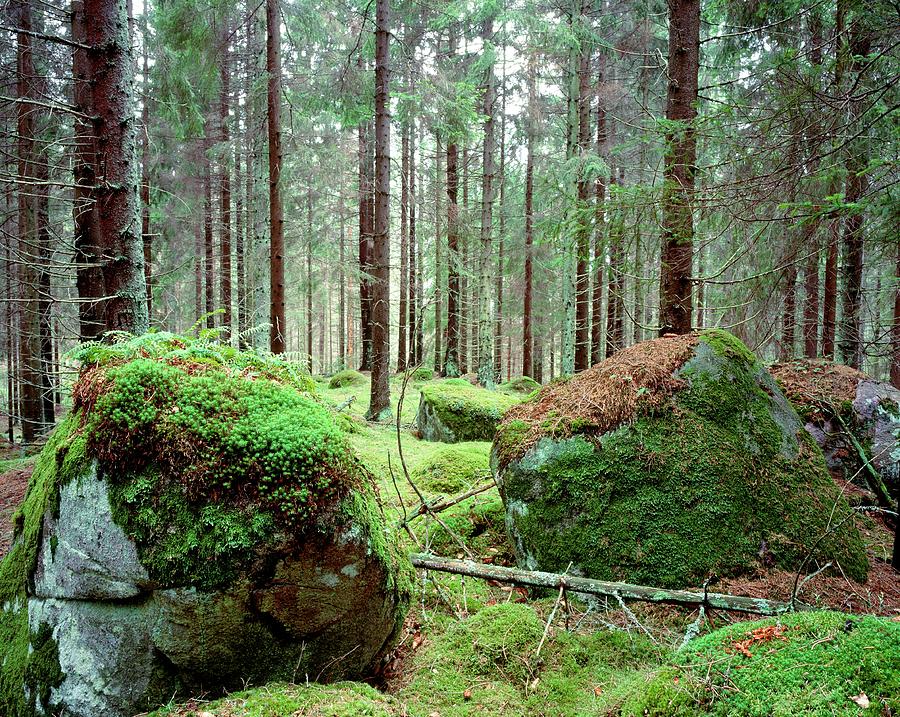 Tree Photograph - Coniferous Forest by Bjorn Svensson/science Photo Library