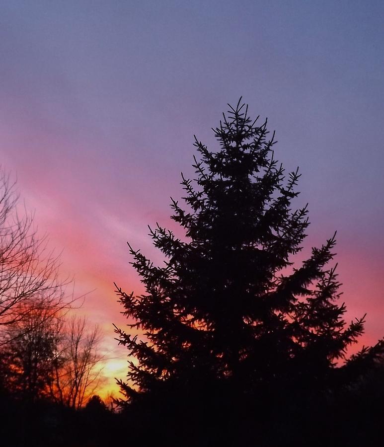 Coniferous Sunset Photograph by Elizabeth Sullivan