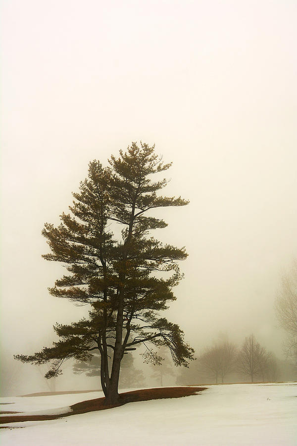 Coniferous Tree in Winter Photograph by Steve Somerville