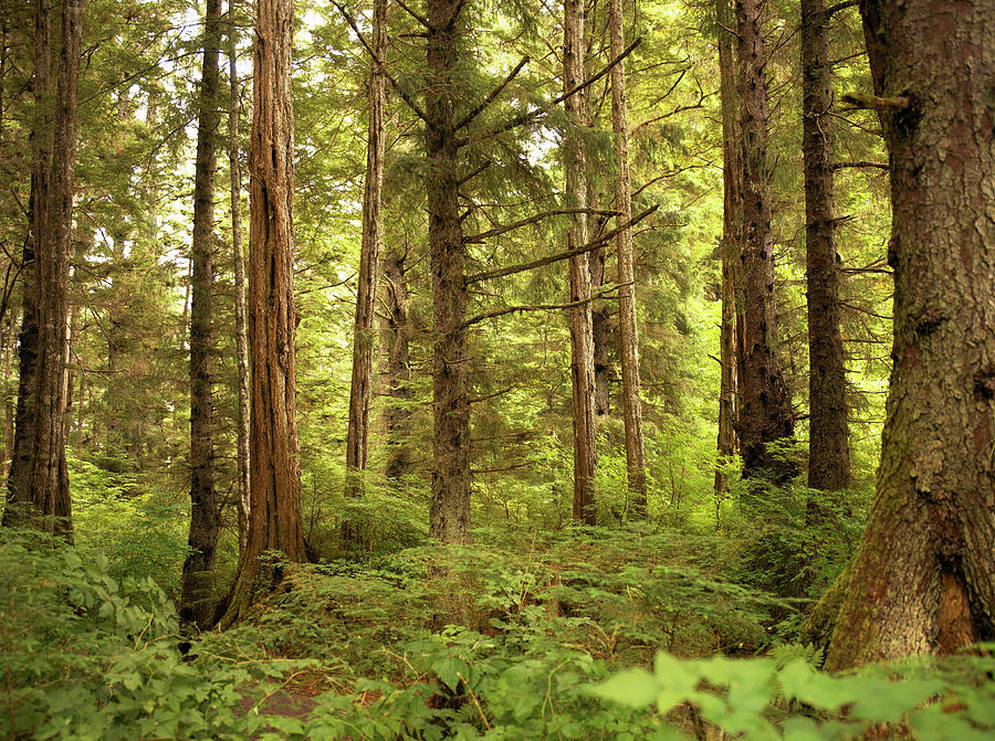 Coniferous Woodland Photograph by Steve Allen/science Photo Library