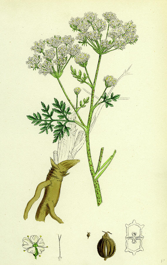 Conium Maculatum Common Hemlock Drawing by English School - Fine Art ...