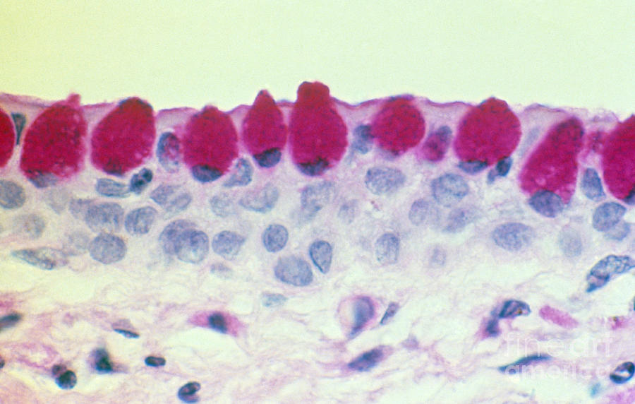 Conjunctival Goblet Cells, Lm Photograph by Ralph C. Eagle, Jr.