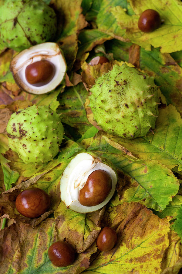 conkers-and-chestnut-leaves-photograph-by-abzee-fine-art-america