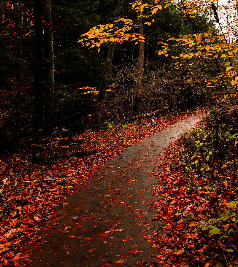 Conkles Hollow path Photograph by Haren Images- Kriss Haren