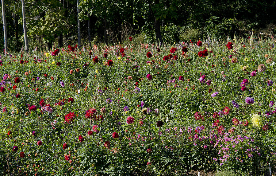 Connecticut Wildflowers Photograph by Brendan Reals