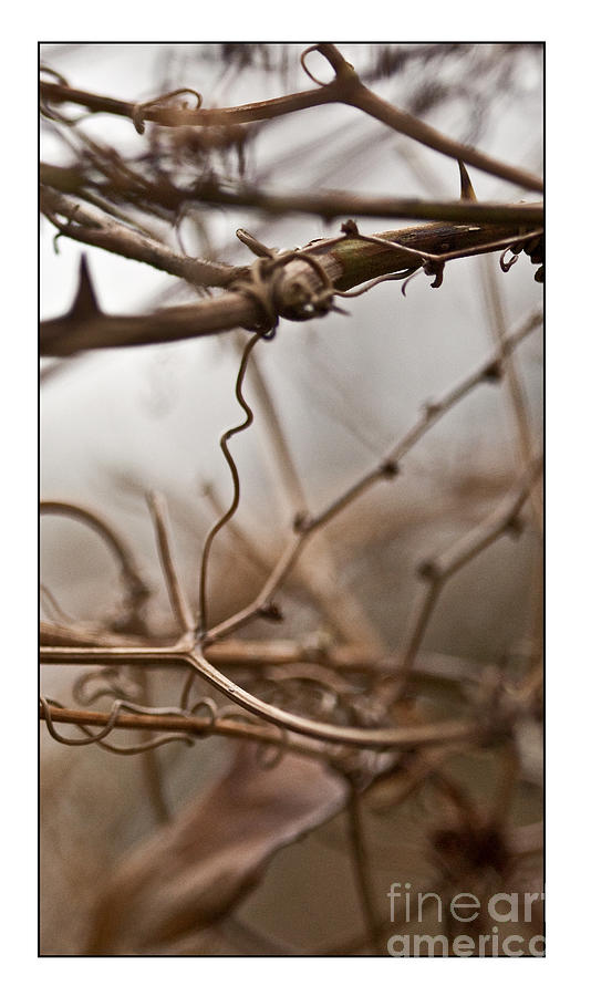 Nature Photograph - Connections in The Mist by Liz  Alderdice