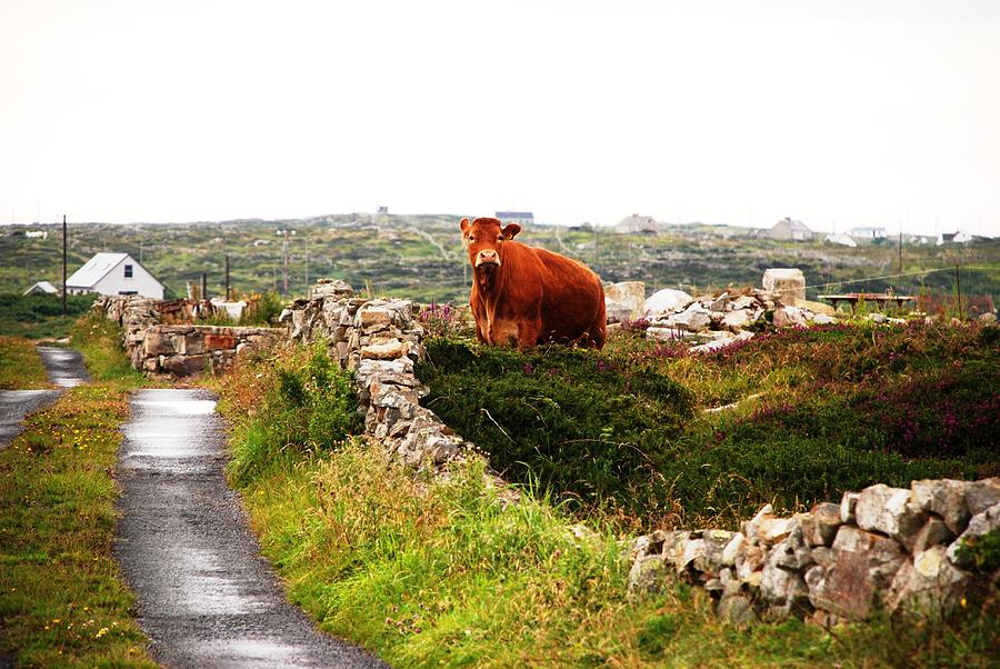 Cow Photograph - Connemara Cow by Norma Brock