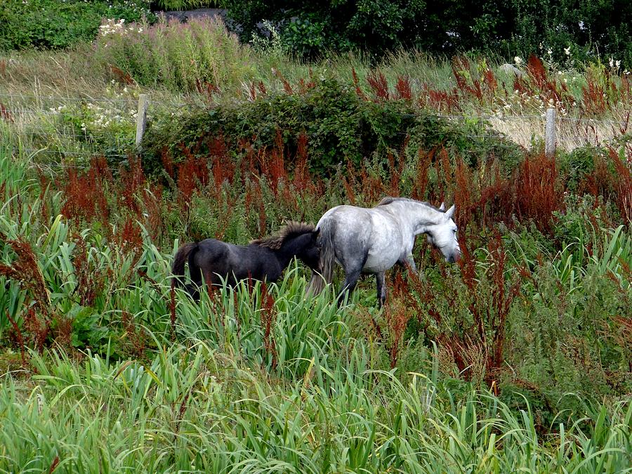 Connemara ponies Photograph by Keith Stokes
