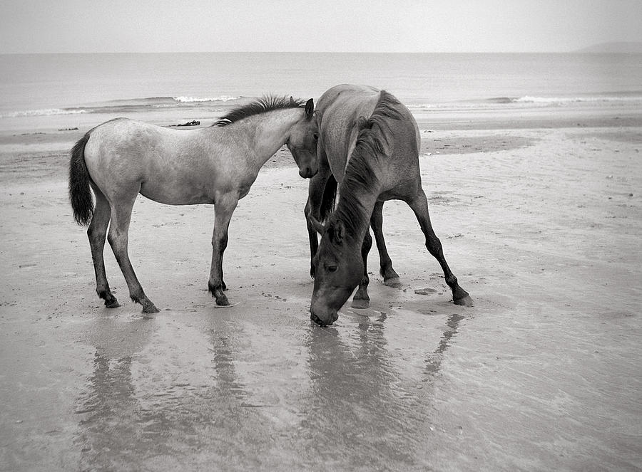 Animal Photograph - Connemara Pony with Foal Portmarnock Strand 1964 by Irish Photo Archive