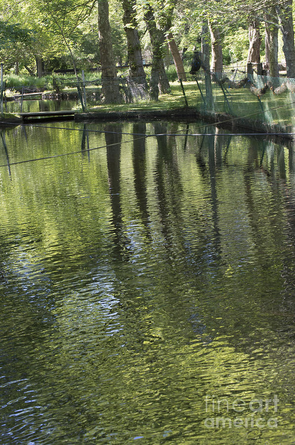 Connetquot Pond Photograph by Lynellen Nielsen