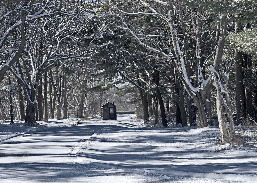 Winter Photograph - Connetquot State Park by Alida Thorpe