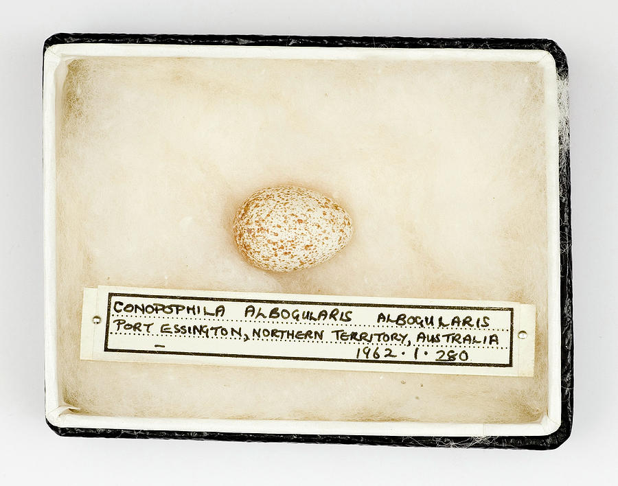 Conopophila Albogularis Egg Photograph by Natural History Museum, London