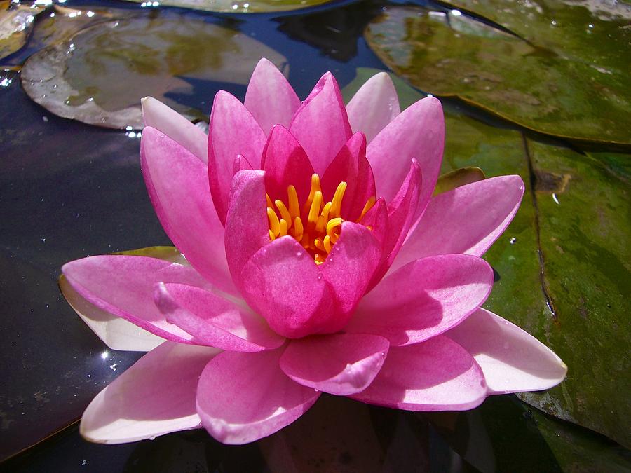 Lily Photograph - Conqueror Water Lily by Loren Jones