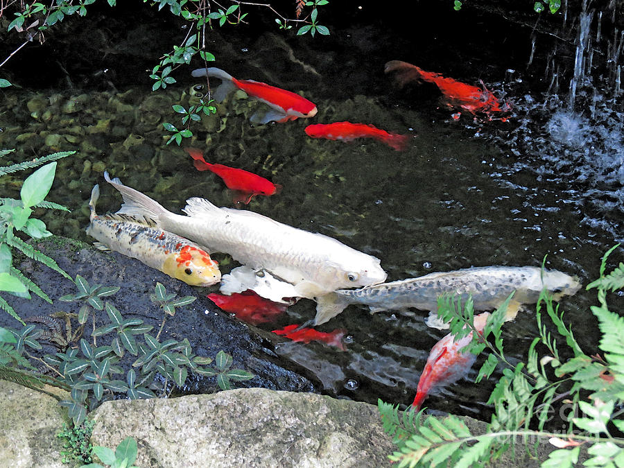 Conservatory Koi Photograph by Chris Anderson