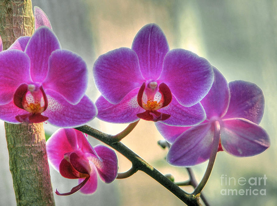 Conservatory Orchids Photograph by Chris Anderson